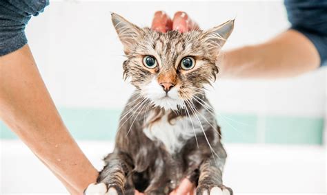 Magkc coat cat shampoo